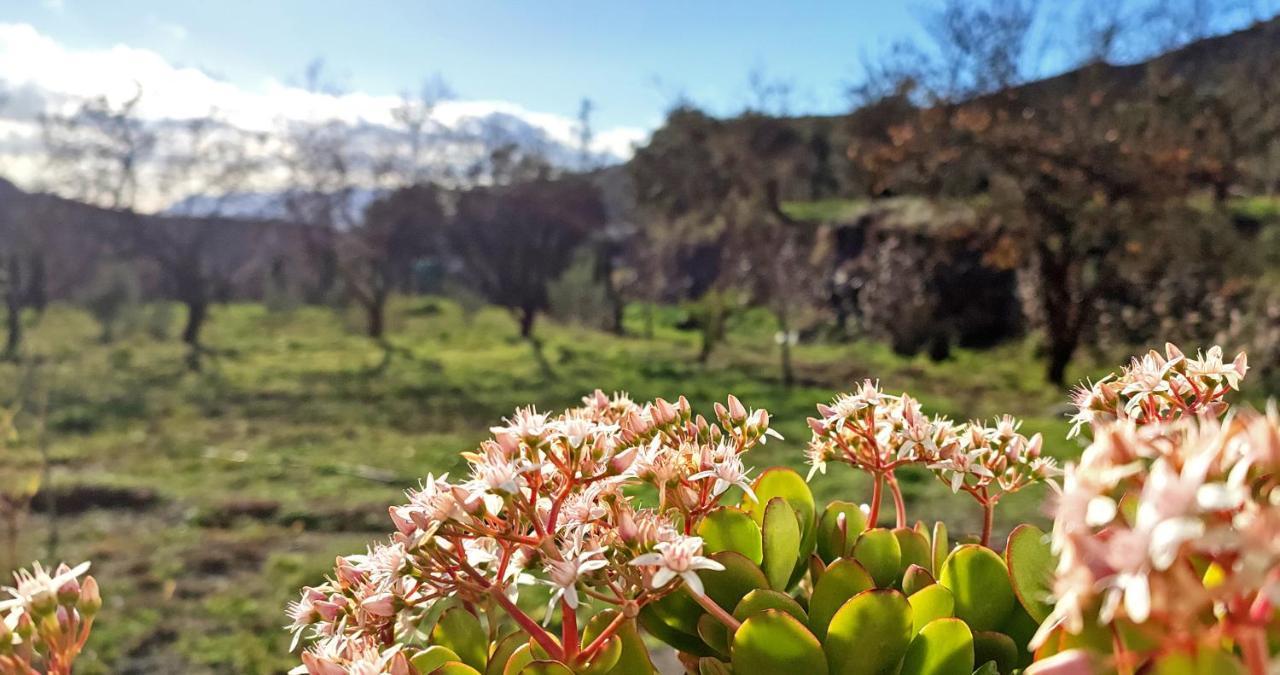 הוילה Bayacas Cortijo Aguacha מראה חיצוני תמונה